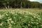 Flowering meadow